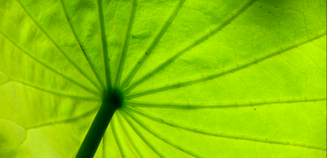 Underside of a green lotus leaf - for slider