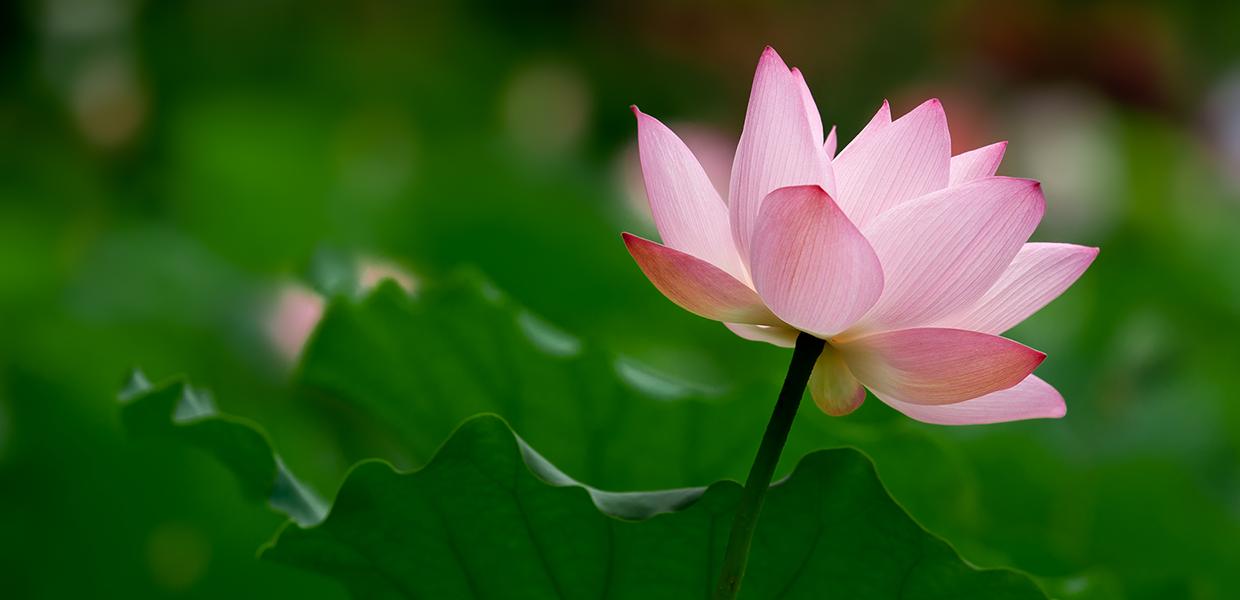 A lighter pink lotus blossom over a background of deep green leaves - slider image