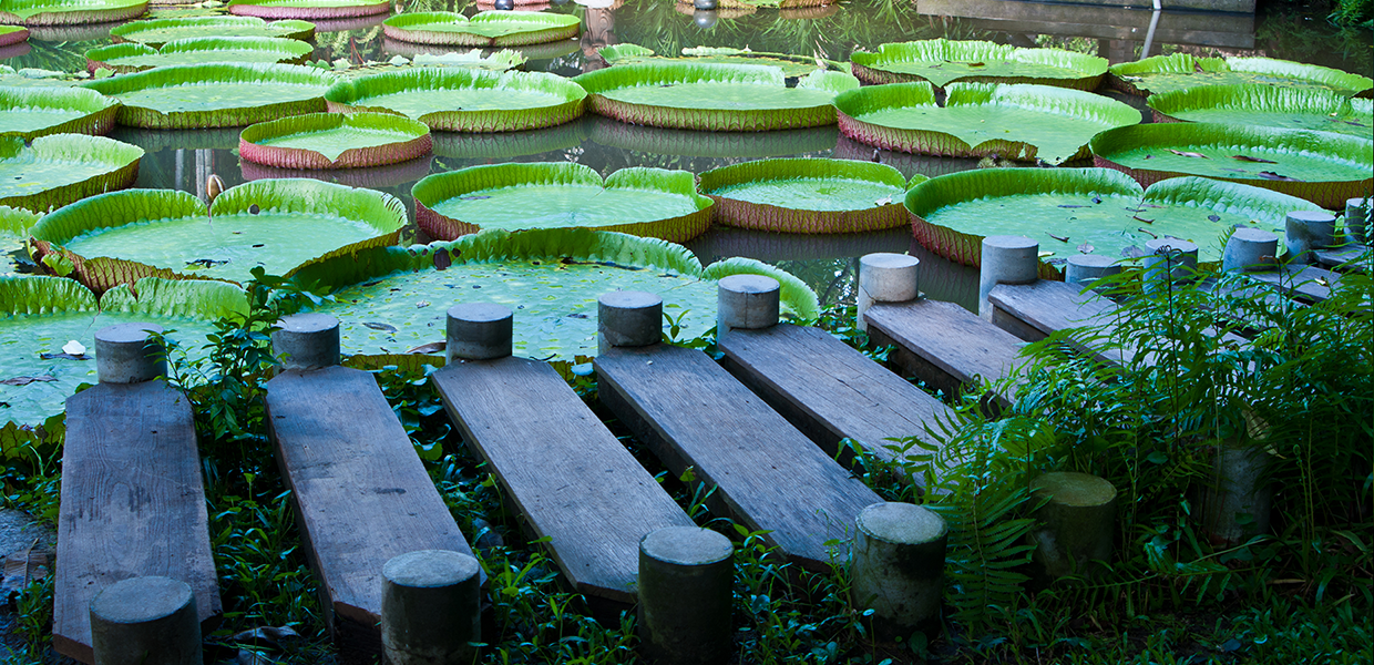 A wooden dock next to a pond of waterlilies - for slider