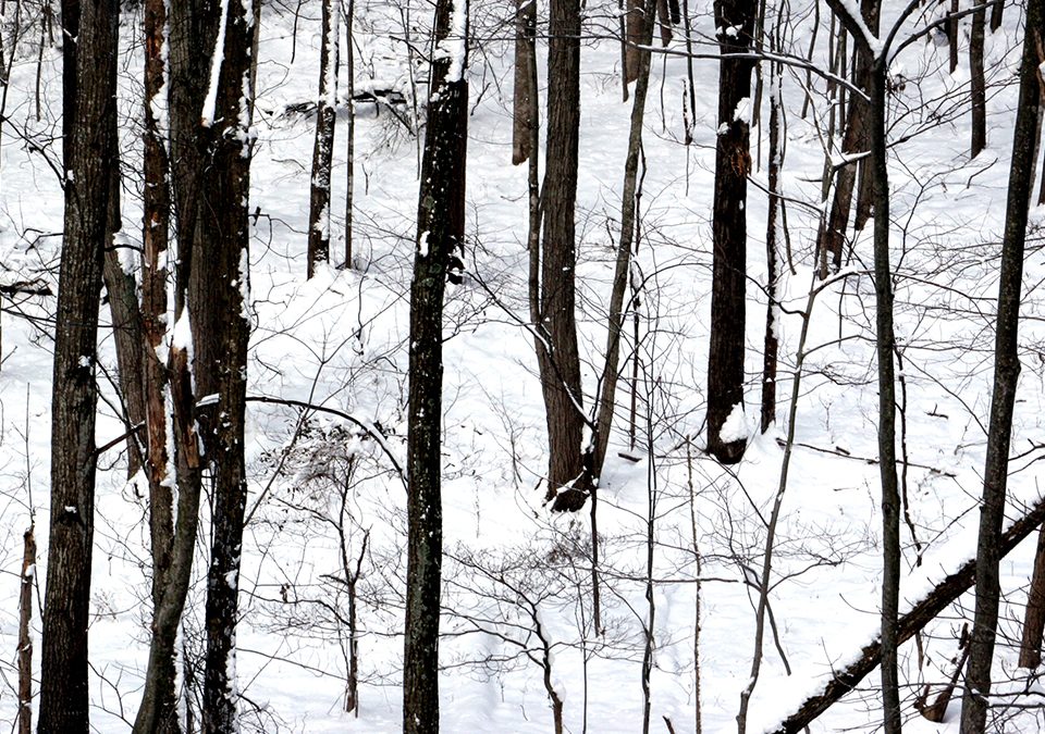Snowy Woods in Massanutten - Photo By J. Brooke Chao