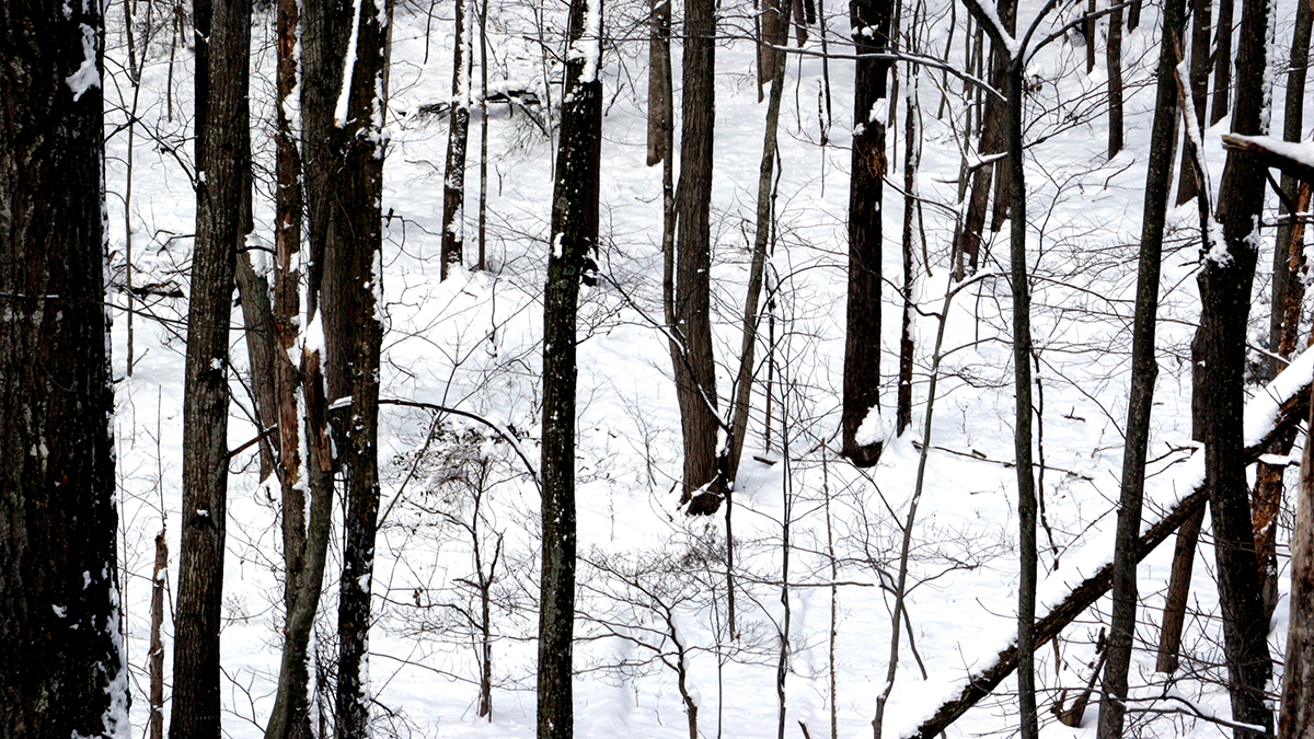 Snowy Woods in Massanutten - Photo By J. Brooke Chao