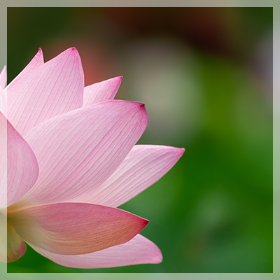 A lighter pink lotus blossom over a background of deep green leaves - for tripytch